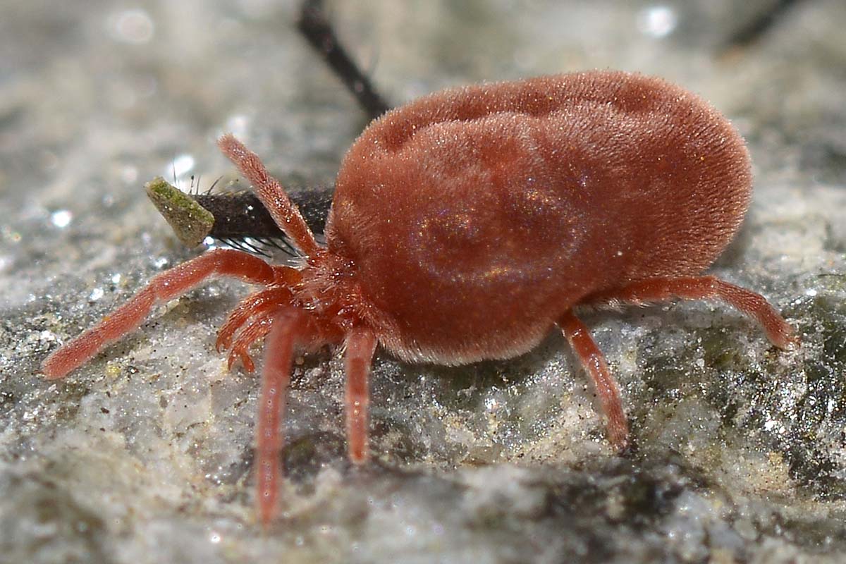 Trombidiidae razziatori di uova di opilioni e di afidi